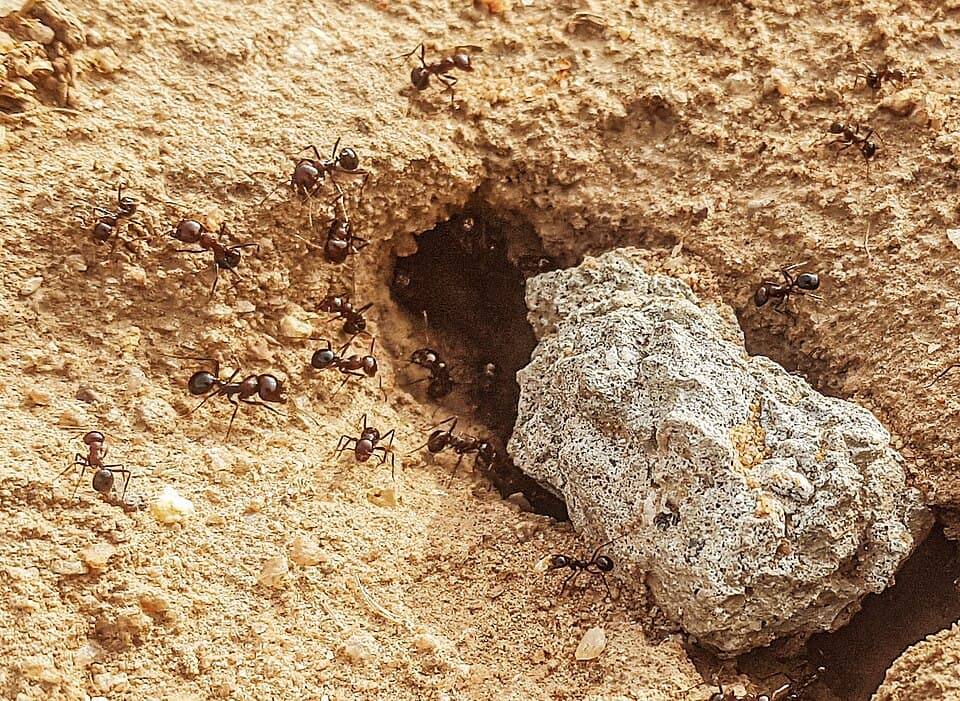 Carpenter Ant