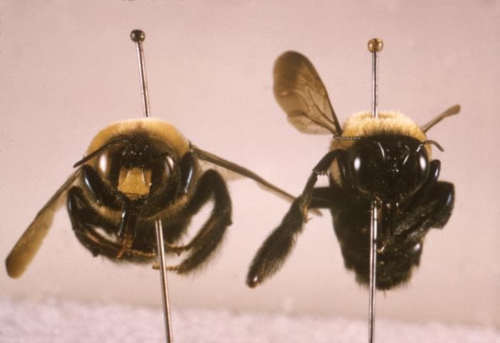 Eastern Carpenter Bee