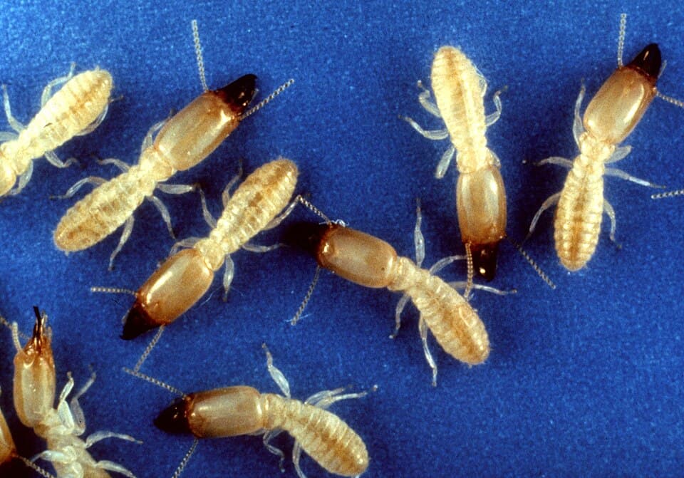 Eastern Subterranean Termite