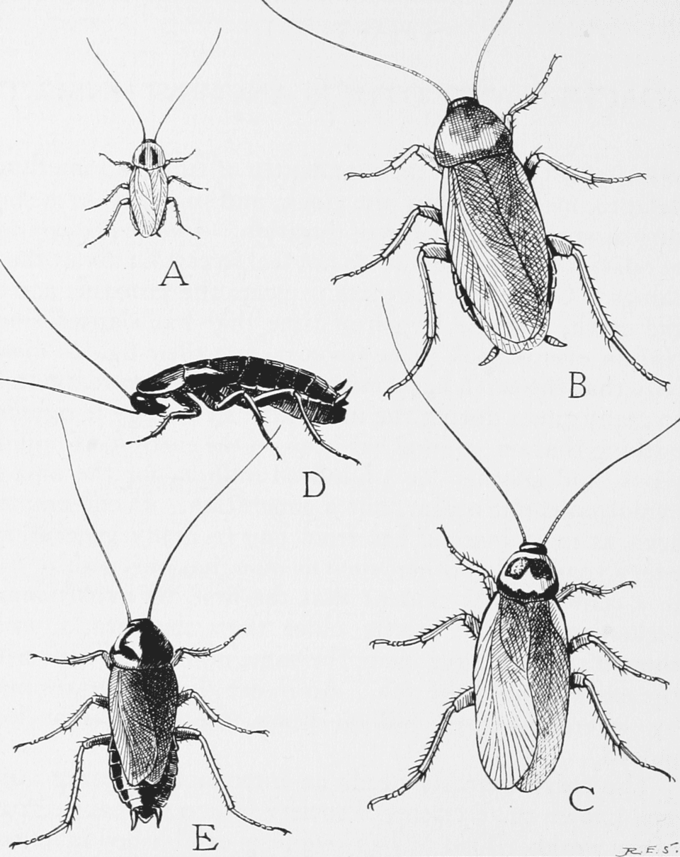 German Cockroach